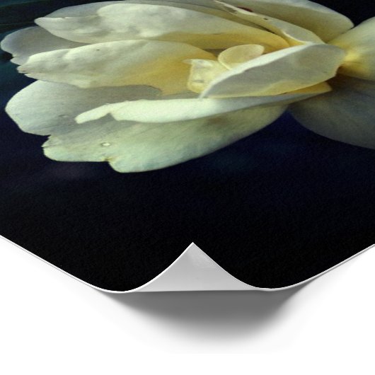 Gele rozen bloeien poster (Hoek)