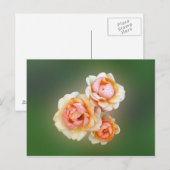 gele rozen briefkaart (Voorkant / Achterkant)