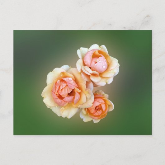 gele rozen briefkaart (Voorkant)
