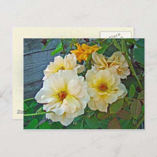 Gele rozen briefkaart (Voorkant / Achterkant)