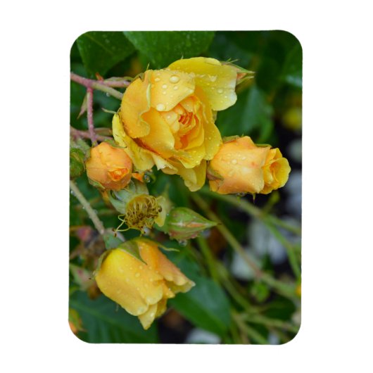 Gele rozen florale afdrukmagneet magneet (Verticaal)