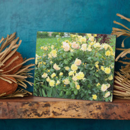 Gele rozen fotoplaat