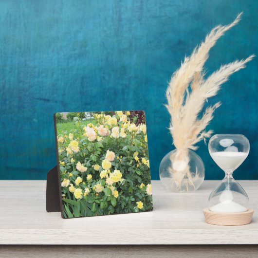 Gele rozen fotoplaat (Insitu)