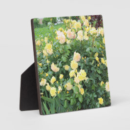 Gele rozen fotoplaat