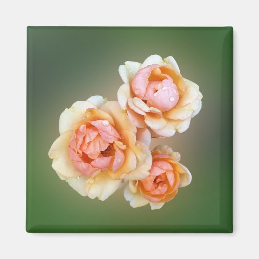 gele rozen magneet (Voorkant)