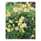 Gele rozen perfect poster (Voorkant)