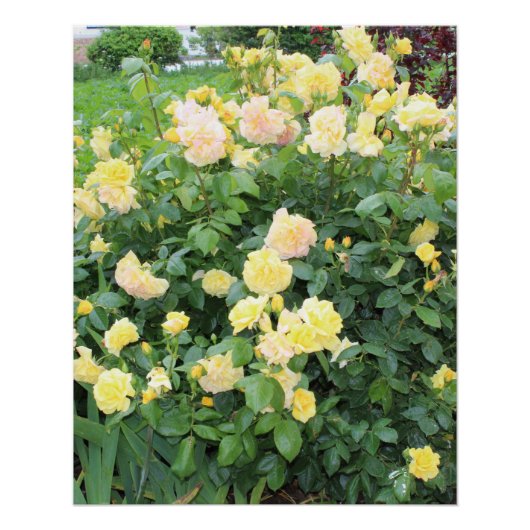 Gele rozen perfect poster (Voorkant)