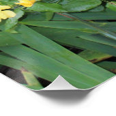 Gele rozen perfect poster (Hoek)