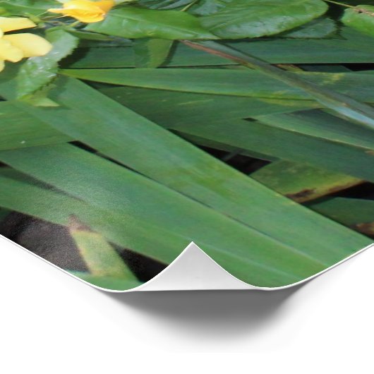 Gele rozen perfect poster (Hoek)