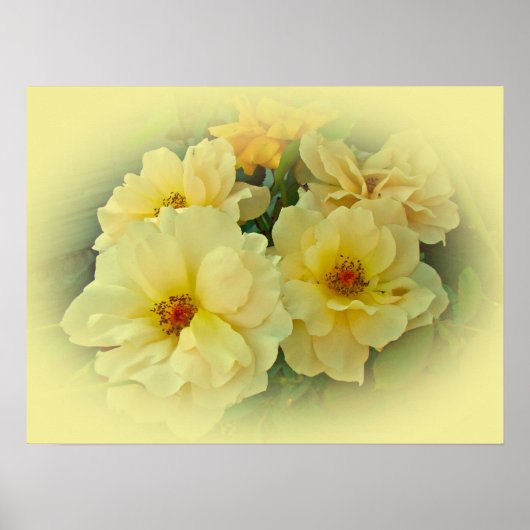 Gele rozen poster (Voorkant)