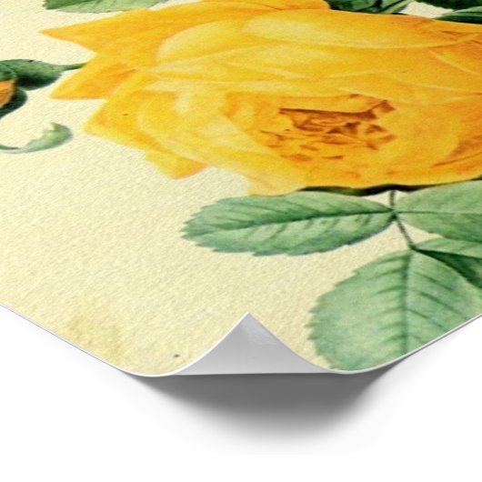 gele rozen vierkant gewas poster (Hoek)