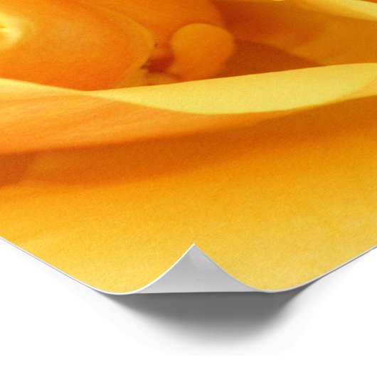 Gele rozenafdrukken poster (Hoek)