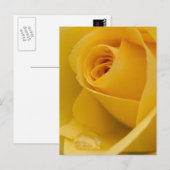 Gele rozenbloem briefkaart (Voorkant / Achterkant)