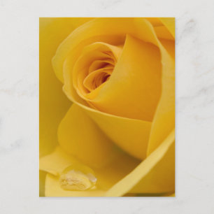 Gele rozenbloem briefkaart