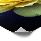 Gele rozenbloem in volbloei poster (Hoek)