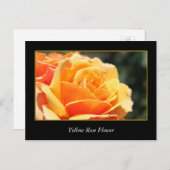 gele rozenbloem , liefde en romance briefkaart (Voorkant / Achterkant)