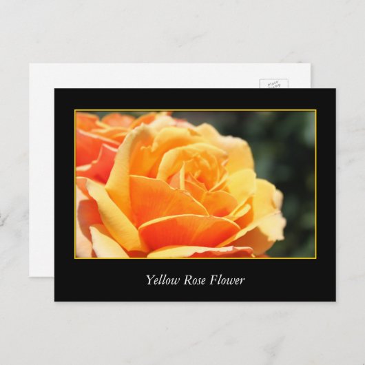 gele rozenbloem , liefde en romance briefkaart (Voorkant / Achterkant)