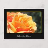 gele rozenbloem , liefde en romance briefkaart (Voorkant)