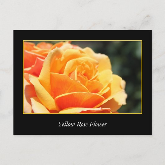 gele rozenbloem , liefde en romance briefkaart (Voorkant)