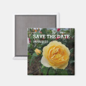 Gele rozenbloem magneet (Voorkant / Achterkant)