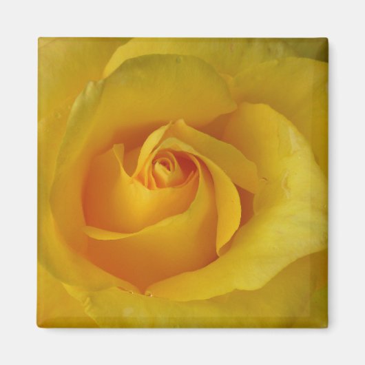 Gele rozenbloem met bloemen keepaarddecor magneet (Voorkant)