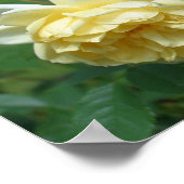 Gele rozenbloem poster (Hoek)