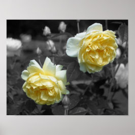 Gele rozenbloemen Gedeeltelijke kleur Poster