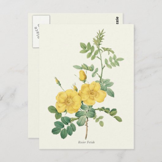  gele rozenbotanische druk briefkaart (Voorkant / Achterkant)