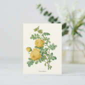  gele rozenbotanische druk briefkaart (Staand voorkant)