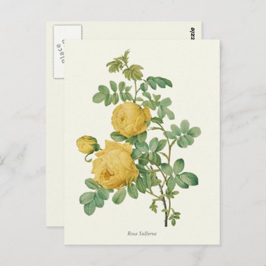 gele rozenbotanische druk briefkaart (Voorkant / Achterkant)