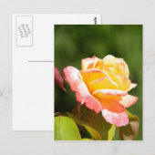 gele rozenfoto briefkaart (Voorkant / Achterkant)