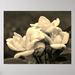 Gele rozenstam in sepia tint poster