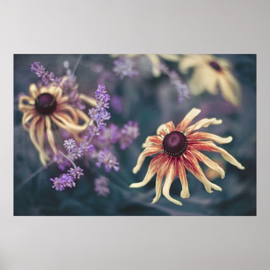 Gele rudbeckia en Paarse lavender Poster (Voorkant)