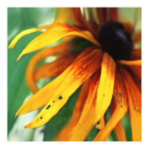 Gele Rudbeckia Flower Macro Abstract