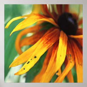 Gele Rudbeckia Flower Macro Abstract Poster