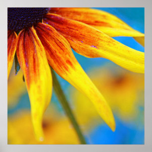 Gele Rudbeckia Flower Macro Abstract Poster