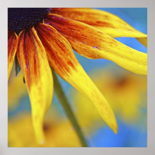 Gele Rudbeckia Flower Macro Abstract Poster (Voorkant)