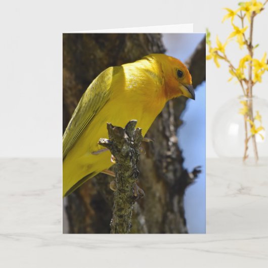 Gele saffron Finch Kaart (Gele Bloem)