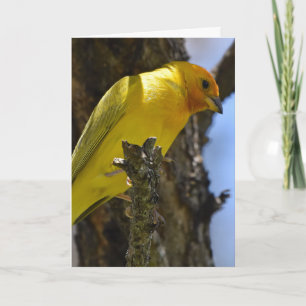 Gele saffron Finch Kaart