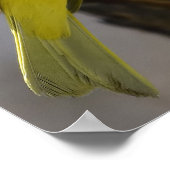 Gele saffron Finch Poster (Hoek)
