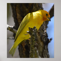 Gele saffron Finch