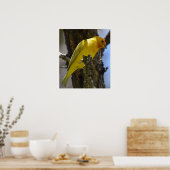 Gele saffron Finch Poster (Keuken)