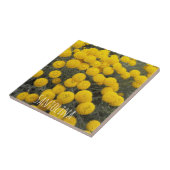 Gele santolina bloeiende struik tegeltje (Zijkant)