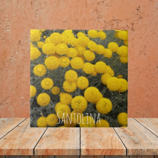 Gele santolina bloeiende struik tegeltje