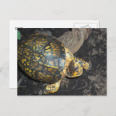 Gele schildpad briefkaart (Voorkant / Achterkant)