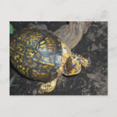 Gele schildpad briefkaart (Voorkant)