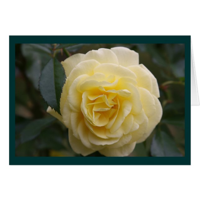 Gele schoonheid (Voorkant Horizontaal)