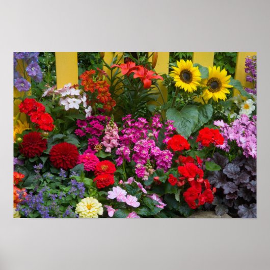 Gele schutting met bloementuin in poster (Voorkant)