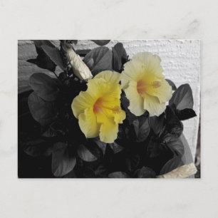 Gele selectieve Hibiscus-kleurenfoto Briefkaart