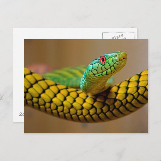 Gele slangen rode ogen briefkaart (Voorkant / Achterkant)